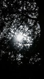 Low angle view of trees against sky