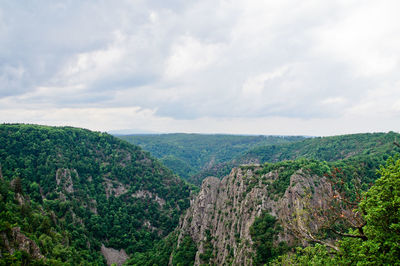 Scenic view of forest against sky