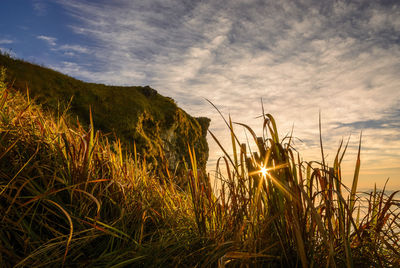 Close-up of wheat plants against sky during sunset