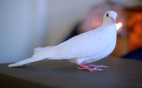 Close-up of pigeon on table