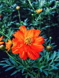 Close-up of orange marigold blooming outdoors