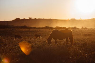 Horse grazing in field during sunset