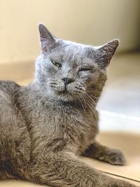Close-up of tabby cat looking away