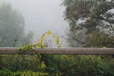 Plants by railing against sky during rainy season