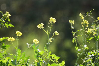 Close-up of flowering plant