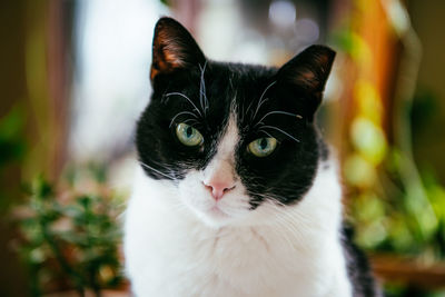 Close-up portrait of cat