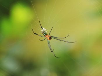 Close-up of spider on web