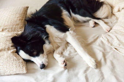 Puppy dog border collie lay on pillow blanket in bed. do not disturb me let me sleep