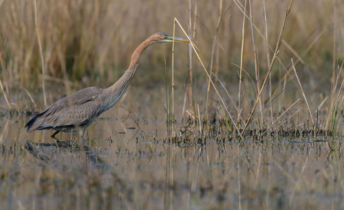 High angle view of gray heron on lake