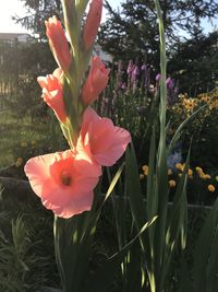 Close-up of flowering plants on field