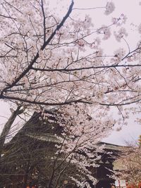 Low angle view of trees against sky