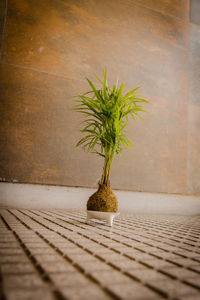 Close-up of potted plant on table against wall