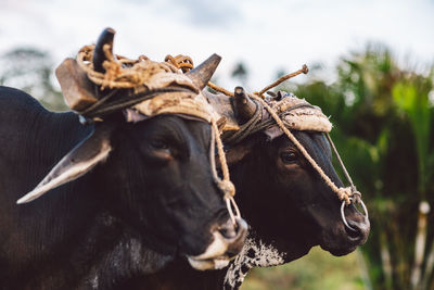 Close-up of two cows 