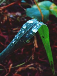 Close-up of raindrops on leaf
