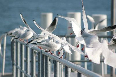 Close-up of snow on railing against fence during winter