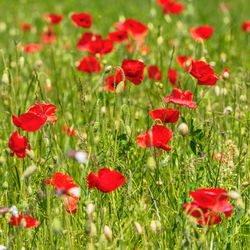 Close-up of red poppy flowers in bloom