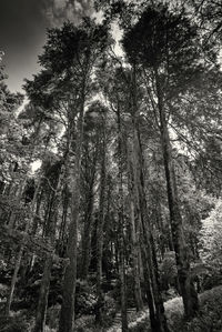 Low angle view of trees in forest