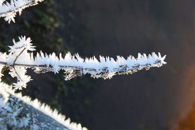 Close-up of frozen water during winter