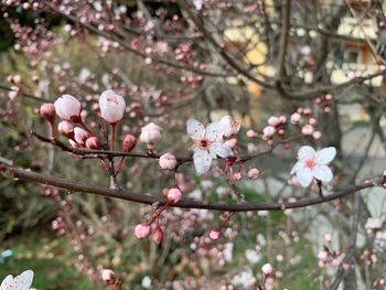 Close-up of cherry blossoms in spring