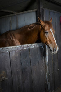 Horse standing in stable