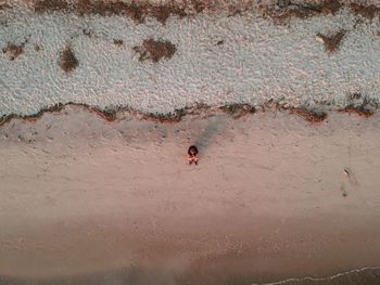 High angle view of insect on beach