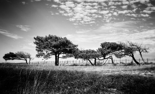 Trees on field against sky