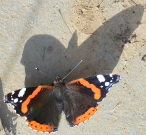 High angle view of butterfly on shadow
