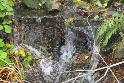 Stream flowing in forest