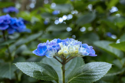 Close-up of purple flowering plant