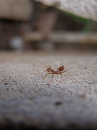 Close-up of ant on leaf