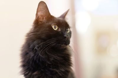 Close-up of cat looking away