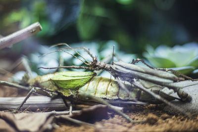 Close-up of insect on wood