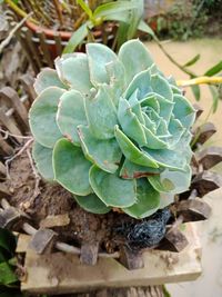 High angle view of succulent plant on field