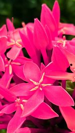 Close-up of pink flower