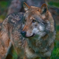 Close-up of an animal