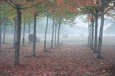 Trees in park during autumn