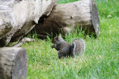 Squirrel on wood in field