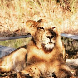 Young lion resting under a tree