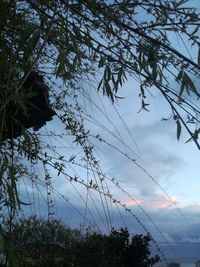 Low angle view of trees against sky