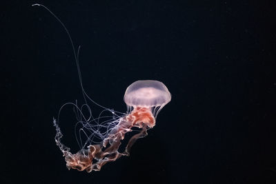 Jellyfish against black background