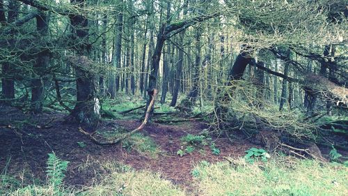 Trees in forest