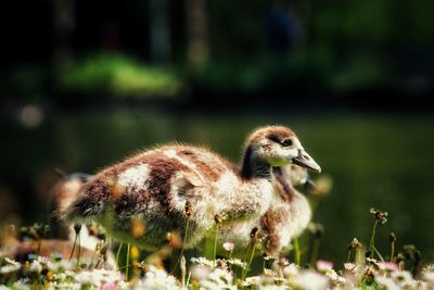 Close-up of a bird on field