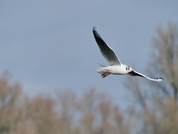 Low angle view of seagull flying