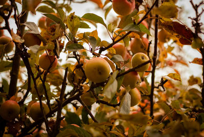 Low angle view of fruits growing on tree