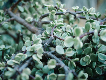 Close-up of berries growing on tree