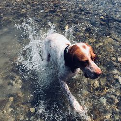 High angle view of dog in water