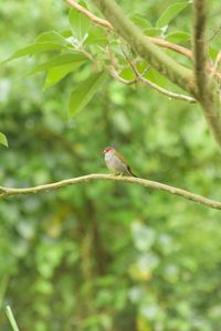 Bird perching on a branch