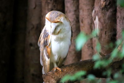 Close-up of owl perching on tree