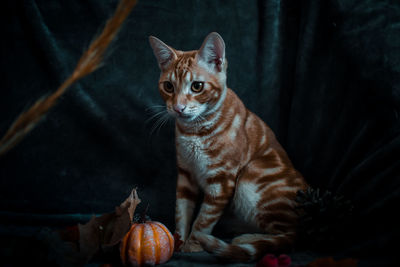 Close-up portrait of a cat