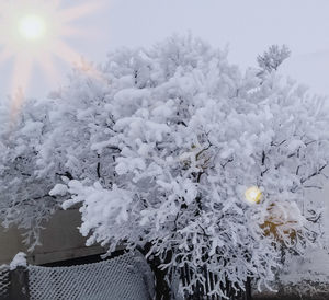 Frozen plants against sky during winter